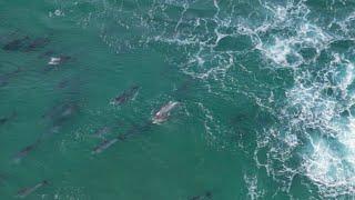 Coffee Bay South Africa Dolfins by drone