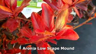 Aronia Low Scape Mound® // Superb, Tough& Easy To Grow, Low-growing Shrub for Edging & Groundcover