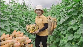 Harvesting Cucumber to Sell at the Market – How to make steamed rice rolls | Lucia's Daily Life