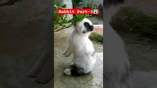 Rabbit Bunny Video Short Videos #viral #rabbit #nature #youtubeshorts #video #shorts