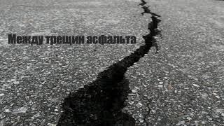 Между трещин асфальта