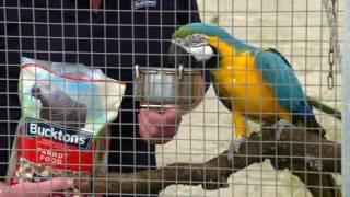 Housing and routine care of your pet bird - Bucktons Care Guide