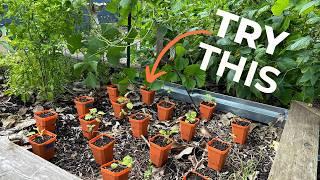 My Plant Spacing Growing Secrets for Huge Harvest