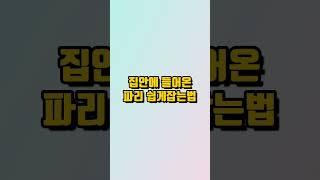 [100%성공률]파리잡는법 #농막 #주말농장 #전원주택 파리잡기 벌레쉽게 잡기 파리채,에프킬라,파리잡는기계,소리 필요없음 #전원주택