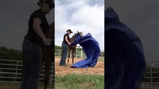 Ground work, pool noodles, flag, #tarp #desensitization