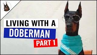 Living with a DOBERMAN - Part 1