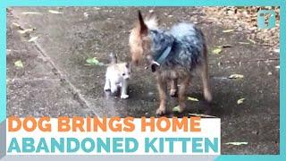 Dog Rescues Tiny Abandoned Kitten By Bringing It Home