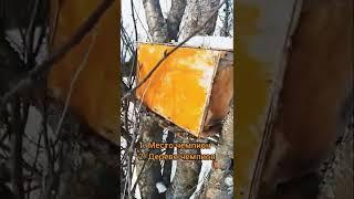 Как поймать рой пчел