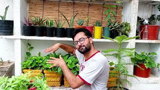 How to Grow Bushy Moneyplant Effectively #moneyplant #plants