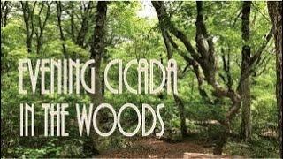 Evening Cicada Singing in a Natural Forest for 90min.