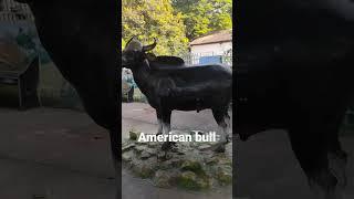 american bull#viral shorts#shorts
