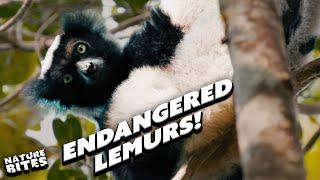Catch a Glimpse of the Rare Black and White Ruffed Lemur! | Fota into the Wild | Nature Bites