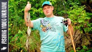 The killer of the crucian carp in practice |  FishingVideoUkraine