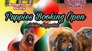 Aditya Dog Point! heavy dog breeder American bully, Labrador, Tibetan mastiff, Siberian Husky