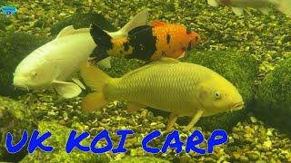 Aquascape Ecosystem Koi Pond Design UK - Japanese Koi Carp