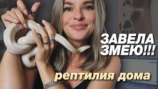 Как я купила змею и как он СБЕЖАЛ! КОРМЛЕНИЕ МЫШАМИ В ЭФИРЕ!!! Плюсы и минусы, маисовый полоз