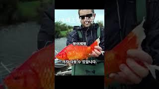 마개조된 금붕어 종류 모음#shorts