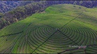 Aerial Videography - Kebun Teh Sukawana, Lembang