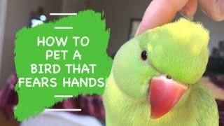 How to Pet a Bird that Fears Hands