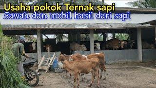 Peternak Sapi Mandiri Sudah Hasilkan Sawah Dan Mobil