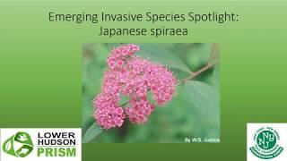 Japanese Spiraea Species Spotlight