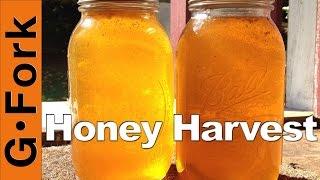 How to Harvest Honey - Beekeeping 101 - GardenFork