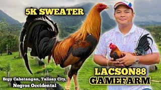 SWEATER 5K - CHARLIE LACSON - LACSON88 GAMEFARM - QUALITY GAMEFOWL AND BIG FARM IN THE PHILIPPINES