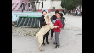 ️  Savaştepe Sarıbeyler Trampoline ve çocuklar. ️