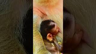 Annkor Wat Monkey's LIfestyle Cutest Babies 657