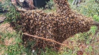 Wild Bees From a Cedar Tree