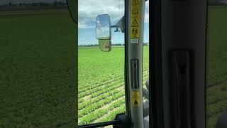 Soja vor 3 Wochen VS jetzt!#johndeere #viral