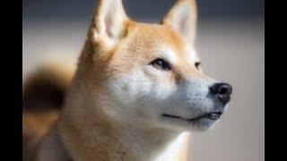 Health Concerns For Shiba Inus