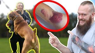 GIANT MASTIFF Hurts Owner!! Must Be FIXED Immediately