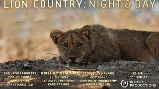 Lion Country Night and Day