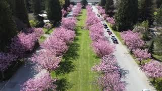 20220428 Cherry Blossoms in Full Bloom dronie