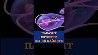 Паразит, которого не найдешь #врач #паразиты #глисты #здоровье #масгутов #здоровоепитание