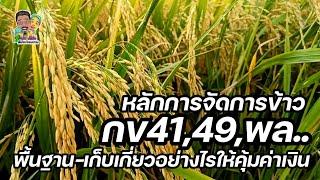 การจัดการข้าวพันธุ์ กข41,กข49,พิษณุโลก.. ตั้งแต่พื้นฐาน-เก็บเกี่ยวอย่างไรให้คุ้มค่าเงินสูงที่สุด..