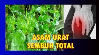 MANFAAT & CARA MENGOLAH DAUN SURUAN  UNTUK OBAT HERBAL | ASAM URAT JERAWAT  REMATIK