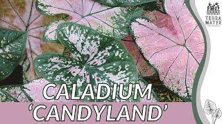 CALADIUM 'CANDYLAND': Care Guide and Tips for Vibrant Foliage Plants 