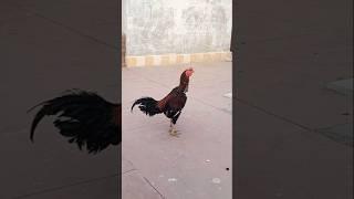 Sheraa Ma sha Allah ️ #birds #cheenaaseel #chicks #aseelmurga #aseelmurga #mianwaliaseels