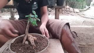 My picus ginseng bonsai repotting and planting