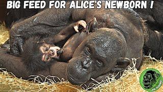 Huge Feed For Newborn Baby Chimp Suckling From Mom