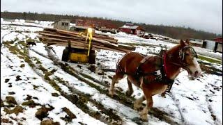 1ST OF FEB & STUCK IN THE MUD!!! // Draft Horse Pulls out Stuck Skid Steer