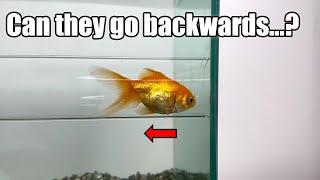 Can Fish Swim Backwards? An Experiment!