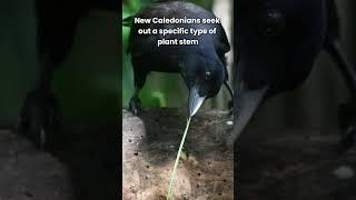 Crows Are NATURAL Tool Makers