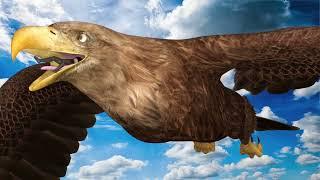 Eagle vore animation test 1C pantyhose 15FPS