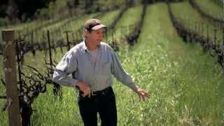 In the Vineyard- Organic Farming and Cover Crops