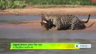 Iranian Jaguar kills an ugly Jew in Brazil