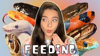 My Snakes Are Hungry, Let’s Feed Them!