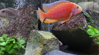 Malawi cichlid Aulonocara Firefish is falling in love :)